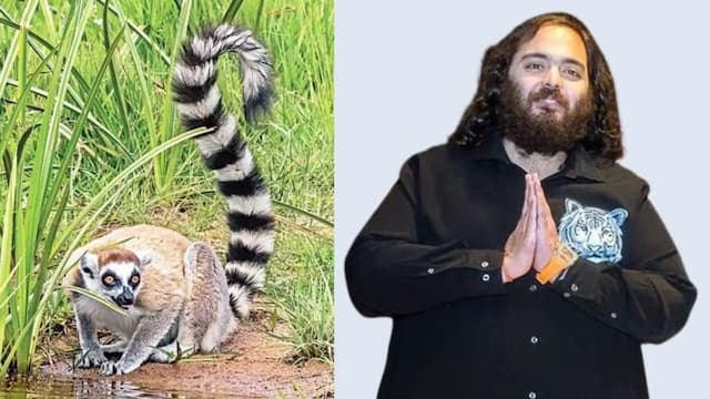 সাফারি পার্ক থেকে চুরি হওয়া লেমুর গুজরাটে আম্বানির চিড়িয়াখানায়