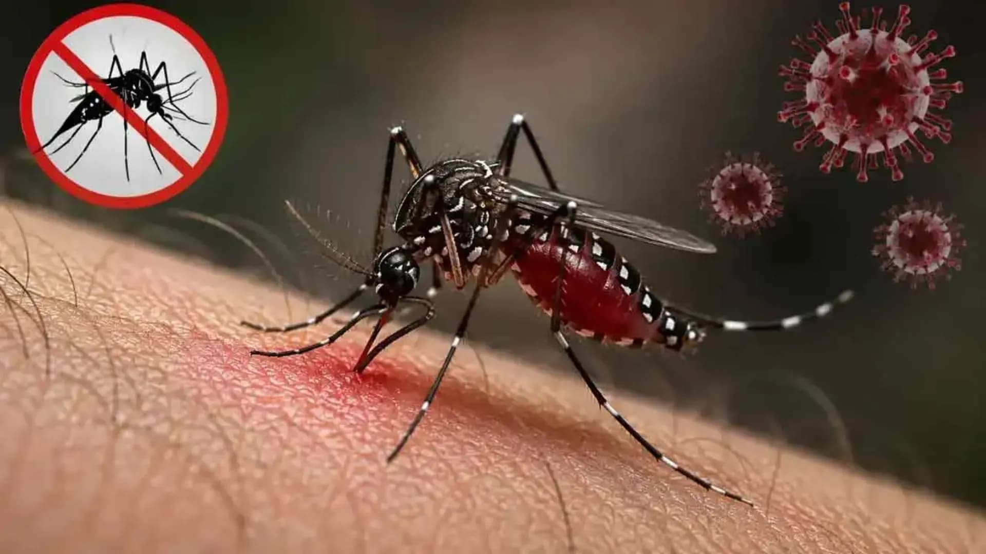 ডেঙ্গুতে আরও ৮ জনের মৃত্যু, হাসপাতালে ১৪৩২