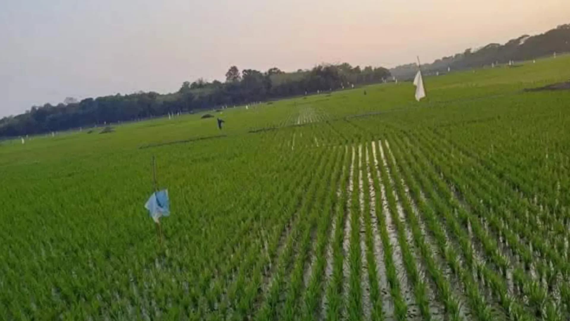 তাড়াইলে জনপ্রিয় হয়ে উঠছে পার্চিং পদ্ধতি